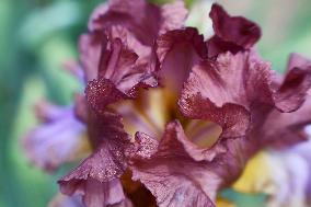 Irises