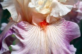 Irises