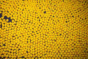 Charity duck rally