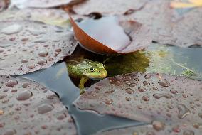 Amphibians
