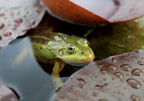 Amphibians