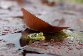 Amphibians