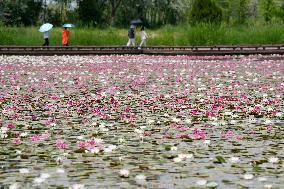 Water Lilies at China Flower Expo Park - China