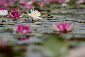 Water Lilies at China Flower Expo Park - China