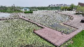 Water Lilies at China Flower Expo Park - China
