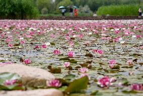 Water Lilies at China Flower Expo Park - China