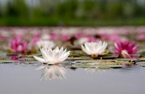 Water Lilies at China Flower Expo Park - China