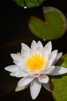 Water Lilies at China Flower Expo Park - China