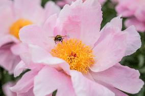 Peonies bloom at Hryshko Botanical Garden in Kyiv