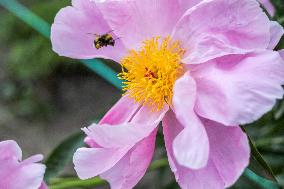 Peonies bloom at Hryshko Botanical Garden in Kyiv