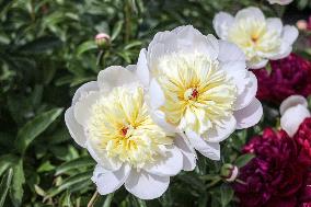 Peonies bloom at Hryshko Botanical Garden in Kyiv