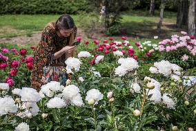 Peonies bloom at Hryshko Botanical Garden in Kyiv