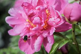 Peonies bloom at Hryshko Botanical Garden in Kyiv