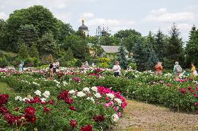 Peonies bloom at Hryshko Botanical Garden in Kyiv