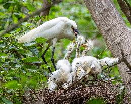 A White Egret Nurtures its Young in Hongze Lake Wetland in Suqian