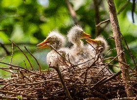 A White Egret Nurtures its Young in Hongze Lake Wetland in Suqian