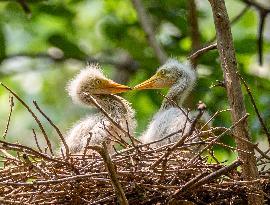 A White Egret Nurtures its Young in Hongze Lake Wetland in Suqian