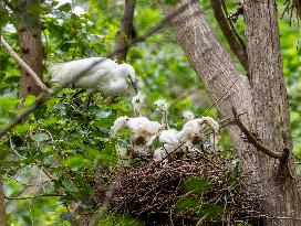 A White Egret Nurtures its Young in Hongze Lake Wetland in Suqian