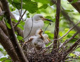 A White Egret Nurtures its Young in Hongze Lake Wetland in Suqian