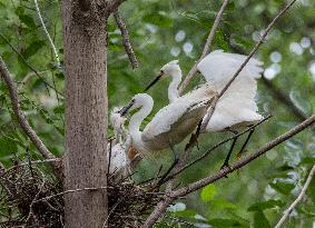A White Egret Nurtures its Young in Hongze Lake Wetland in Suqian