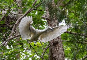 A White Egret Nurtures its Young in Hongze Lake Wetland in Suqian