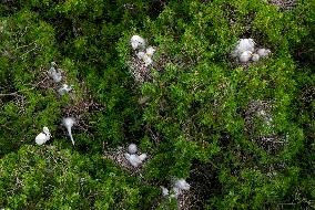 A White Egret Nurtures its Young in Hongze Lake Wetland in Suqian