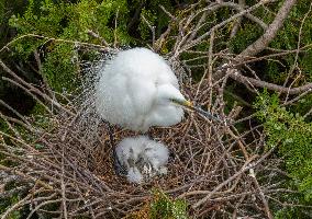 A White Egret Nurtures its Young in Hongze Lake Wetland in Suqian