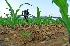 Agricultural High Yield