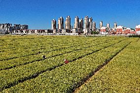 Winter Wheat Breeding Experimental Field in Yantai