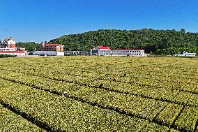 Winter Wheat Breeding Experimental Field in Yantai