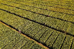 Winter Wheat Breeding Experimental Field in Yantai