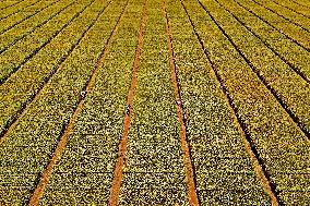 Winter Wheat Breeding Experimental Field in Yantai