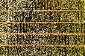 Winter Wheat Breeding Experimental Field in Yantai