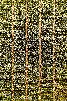 Winter Wheat Breeding Experimental Field in Yantai