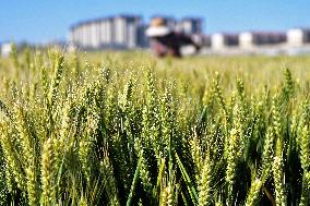 Winter Wheat Breeding Experimental Field in Yantai