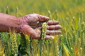 Winter Wheat Breeding Experimental Field in Yantai