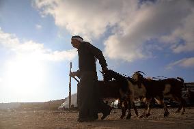 Preparing For Eid al-Adha - Hebron
