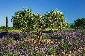 Illustration - Provence