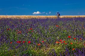 Illustration - Provence