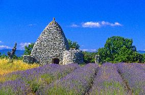 Illustration - Provence