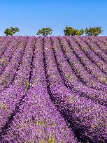 Illustration - Provence