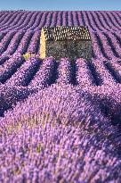 Illustration - Provence