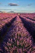 Illustration - Provence
