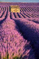 Illustration - Provence