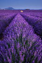 Illustration - Provence