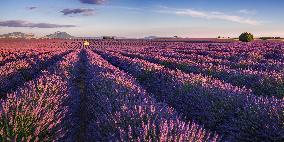 Illustration - Provence