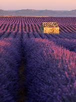 Illustration - Provence