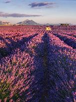 Illustration - Provence