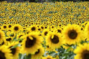 Illustration - Provence