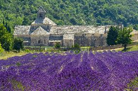 Illustration - Provence